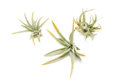 Orange Enhanced Tillandsia Air Plants - Colorful Air Plants -Air plant supply co. Enhanced Colored Tillandsia Air Plant Harrisii Orange 1 scaled