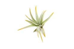 Orange Enhanced Tillandsia Air Plants - Colorful Air Plants -Air plant supply co. Enhanced Colored Tillandsia Air Plant Harrisii Orange 2 scaled