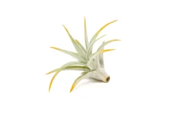 Orange Enhanced Tillandsia Air Plants - Colorful Air Plants -Air plant supply co. Enhanced Colored Tillandsia Air Plant Harrisii Orange 3 scaled