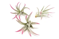 Raspberry Pink Enhanced Tillandsia Air Plants - Colorful Air Plants -Air plant supply co. Enhanced Colored Tillandsia Air Plant Harrisii Raspberry Pink 1 1 scaled