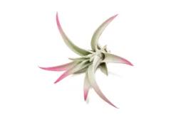 Color Enhanced - Tillandsia Harrisii Air Plants -Air plant supply co. Enhanced Colored Tillandsia Air Plant Harrisii Raspberry Pink 2 scaled