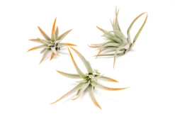 Tangerine Enhanced Tillandsia Air Plants - Colorful Air Plants -Air plant supply co. Enhanced Colored Tillandsia Air Plant Harrisii Tangerine 1 scaled