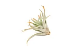 Color Enhanced - Tillandsia Harrisii Air Plants -Air plant supply co. Enhanced Colored Tillandsia Air Plant Harrisii Tangerine 3 1