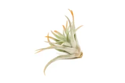 Color Enhanced - Tillandsia Harrisii Air Plants -Air plant supply co. Enhanced Colored Tillandsia Air Plant Harrisii Tangerine 3 1 scaled