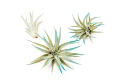 Teal Blue Enhanced Tillandsia Air Plants - Colorful Air Plants -Air plant supply co. Enhanced Colored Tillandsia Air Plant Harrisii Teal Blue 1 scaled