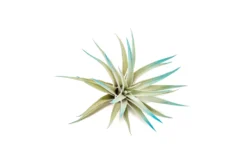 Teal Blue Enhanced Tillandsia Air Plants - Colorful Air Plants -Air plant supply co. Enhanced Colored Tillandsia Air Plant Harrisii Teal Blue 2 scaled