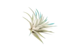 Teal Blue Enhanced Tillandsia Air Plants - Colorful Air Plants -Air plant supply co. Enhanced Colored Tillandsia Air Plant Harrisii Teal Blue 3 scaled