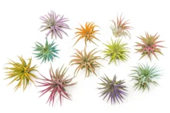 Color Enhanced - Tillandsia Ionantha Rubra Air Plants