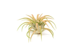 Coral Enhanced Tillandsia Air Plants - Colorful Air Plants 34 Coral Enhanced Tillandsia Air Plants - Colorful Air Plants -Air plant supply co. Enhanced Colored Tillandsia Air Plant Ionantha Coral 2 scaled