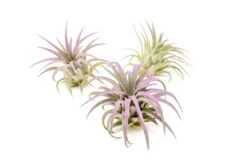 Color Enhanced - Tillandsia Ionantha Rubra Air Plants -Air plant supply co. Enhanced Colored Tillandsia Air Plant Ionantha Lavender 1 1