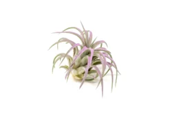 Lavender Enhanced Tillandsia Air Plants - Colorful Air Plants -Air plant supply co. Enhanced Colored Tillandsia Air Plant Ionantha Lavender 3 scaled