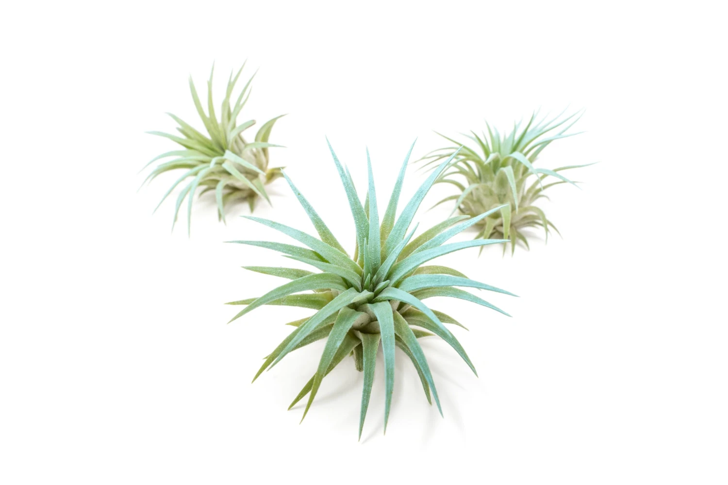 Color Enhanced - Tillandsia Ionantha Rubra Air Plants - Image 18