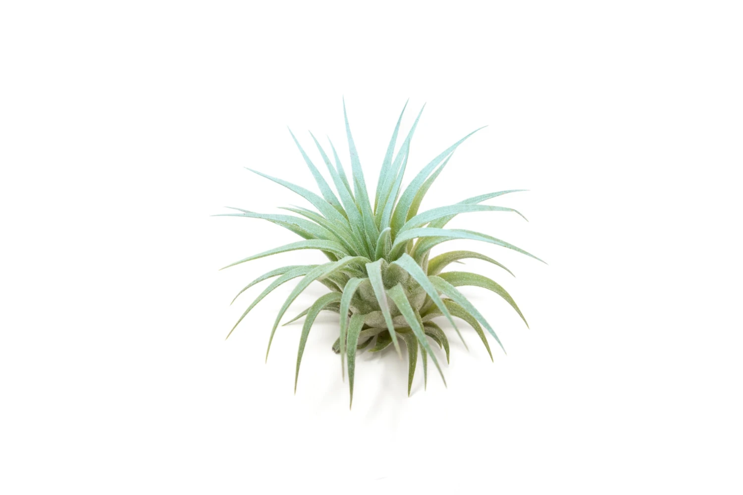 Color Enhanced - Tillandsia Ionantha Rubra Air Plants - Image 19