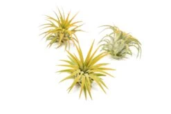 Color Enhanced - Tillandsia Ionantha Rubra Air Plants -Air plant supply co. Enhanced Colored Tillandsia Air Plant Ionantha Orange 1 1