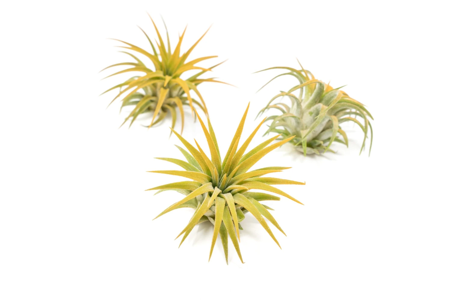 Color Enhanced - Tillandsia Ionantha Rubra Air Plants - Image 12