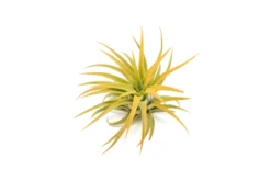 Orange Enhanced Tillandsia Air Plants - Colorful Air Plants -Air plant supply co. Enhanced Colored Tillandsia Air Plant Ionantha Orange 2 scaled
