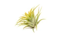 Color Enhanced - Tillandsia Ionantha Rubra Air Plants -Air plant supply co. Enhanced Colored Tillandsia Air Plant Ionantha Orange 3 1