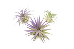 Color Enhanced - Tillandsia Ionantha Rubra Air Plants -Air plant supply co. Enhanced Colored Tillandsia Air Plant Ionantha Purple 2 1 scaled