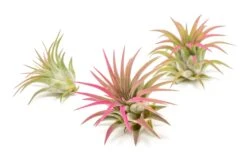 Color Enhanced - Tillandsia Ionantha Rubra Air Plants -Air plant supply co. Enhanced Colored Tillandsia Air Plant Ionantha Raspberry Pink 1 1