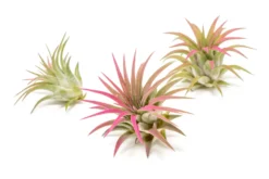 Raspberry Pink Enhanced Tillandsia Air Plants - Colorful Air Plants -Air plant supply co. Enhanced Colored Tillandsia Air Plant Ionantha Raspberry Pink 1 scaled