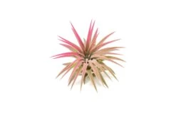 Raspberry Pink Enhanced Tillandsia Air Plants - Colorful Air Plants -Air plant supply co. Enhanced Colored Tillandsia Air Plant Ionantha Raspberry Pink 2