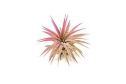 Raspberry Pink Enhanced Tillandsia Air Plants - Colorful Air Plants -Air plant supply co. Enhanced Colored Tillandsia Air Plant Ionantha Raspberry Pink 2 scaled