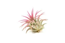 Color Enhanced - Tillandsia Ionantha Rubra Air Plants -Air plant supply co. Enhanced Colored Tillandsia Air Plant Ionantha Raspberry Pink 3 1