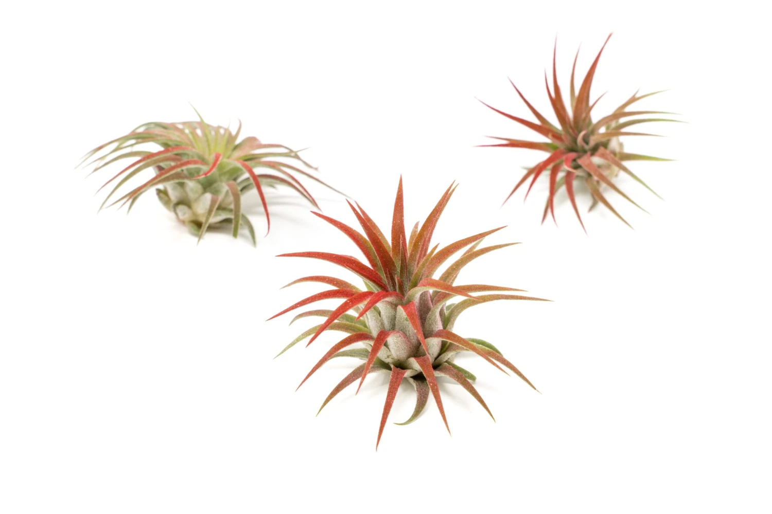 Color Enhanced - Tillandsia Ionantha Rubra Air Plants - Image 20