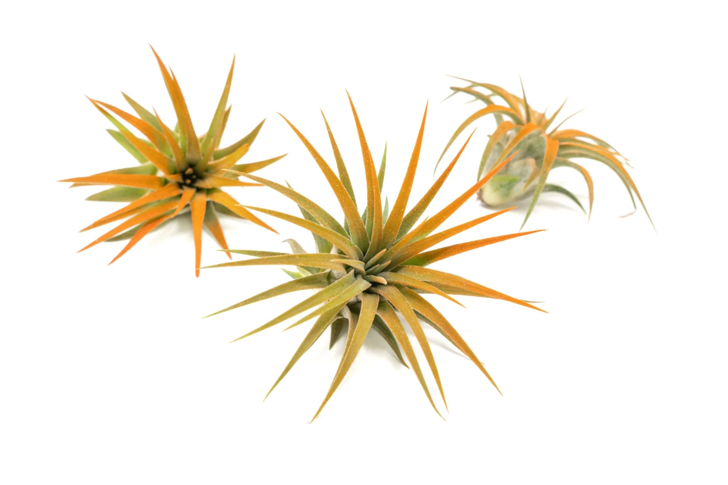 Color Enhanced - Tillandsia Ionantha Rubra Air Plants - Image 14