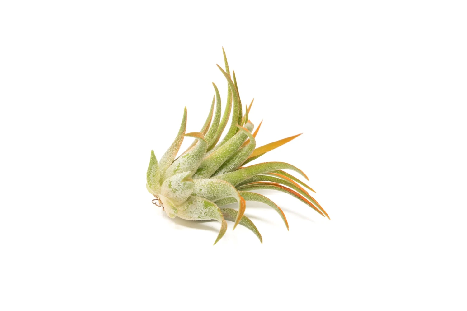 Tangerine Enhanced Tillandsia Air Plants - Colorful Air Plants 7 Tangerine Enhanced Tillandsia Air Plants - Colorful Air Plants - Image 7