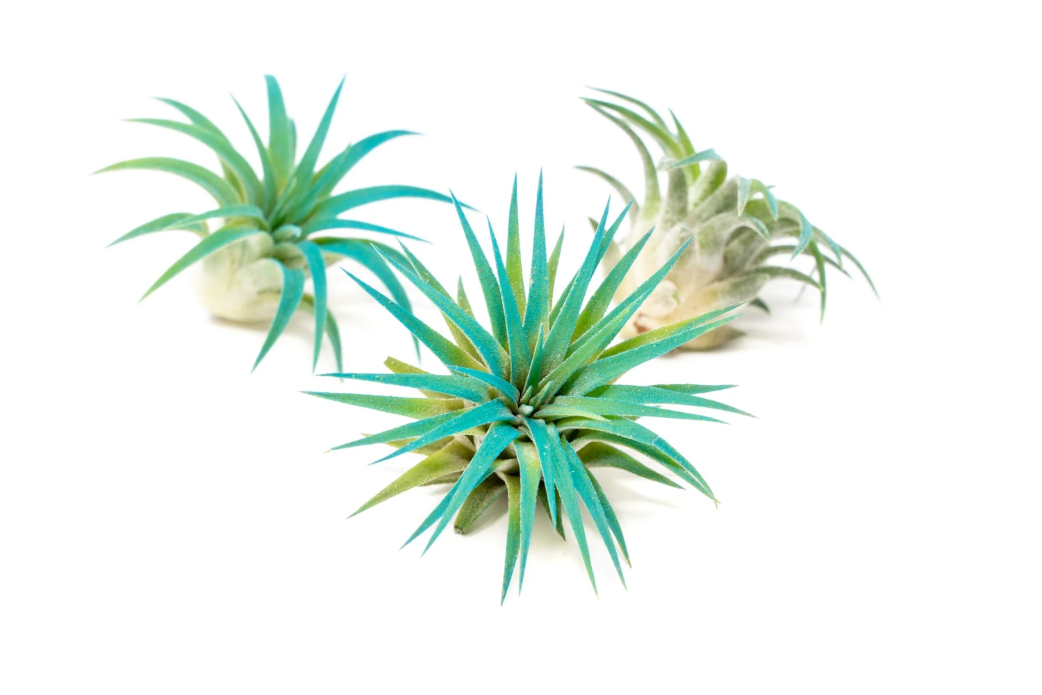 Teal Blue Enhanced Tillandsia Air Plants - Colorful Air Plants - Image 8