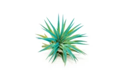 Teal Blue Enhanced Tillandsia Air Plants - Colorful Air Plants -Air plant supply co. Enhanced Colored Tillandsia Air Plant Ionantha Teal Blue 2 scaled
