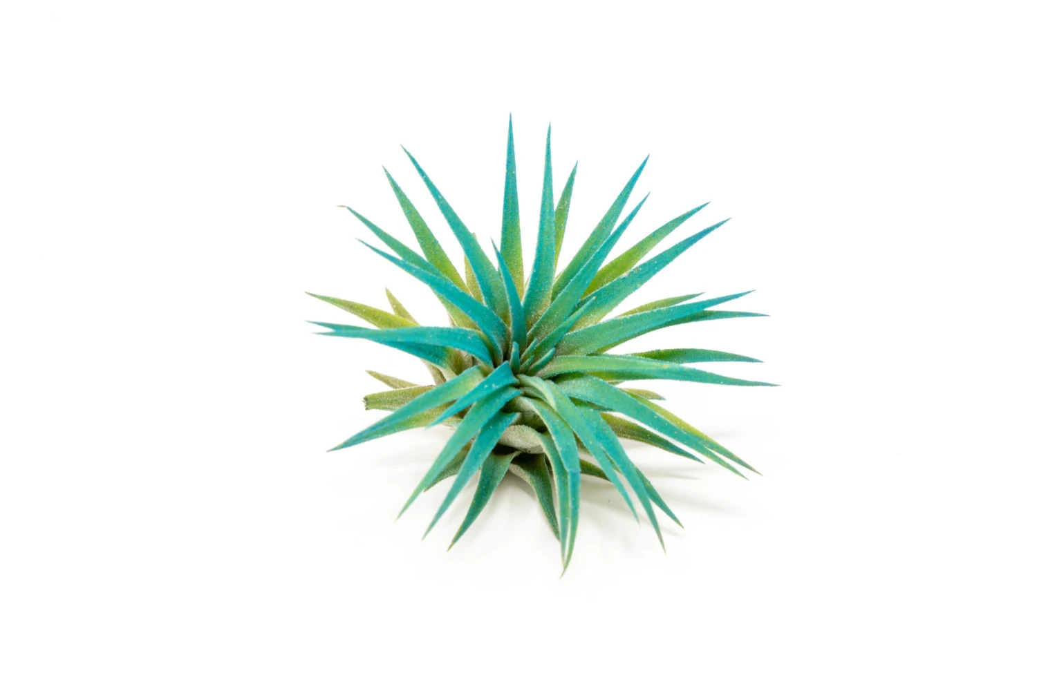 Teal Blue Enhanced Tillandsia Air Plants - Colorful Air Plants - Image 6
