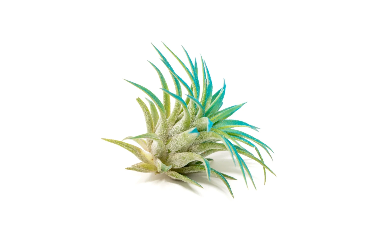 Teal Blue Enhanced Tillandsia Air Plants - Colorful Air Plants - Image 7