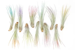 Color Enhanced - Tillandsia Juncea Air Plants