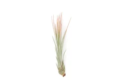 Coral Enhanced Tillandsia Air Plants - Colorful Air Plants 32 Coral Enhanced Tillandsia Air Plants - Colorful Air Plants -Air plant supply co. Enhanced Colored Tillandsia Air Plant Juncea Coral 2 scaled