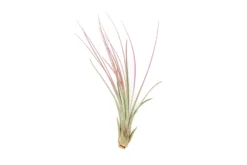 Fuchsia Enhanced Tillandsia Air Plants - Colorful Air Plants -Air plant supply co. Enhanced Colored Tillandsia Air Plant Juncea Fuchsia 2 scaled
