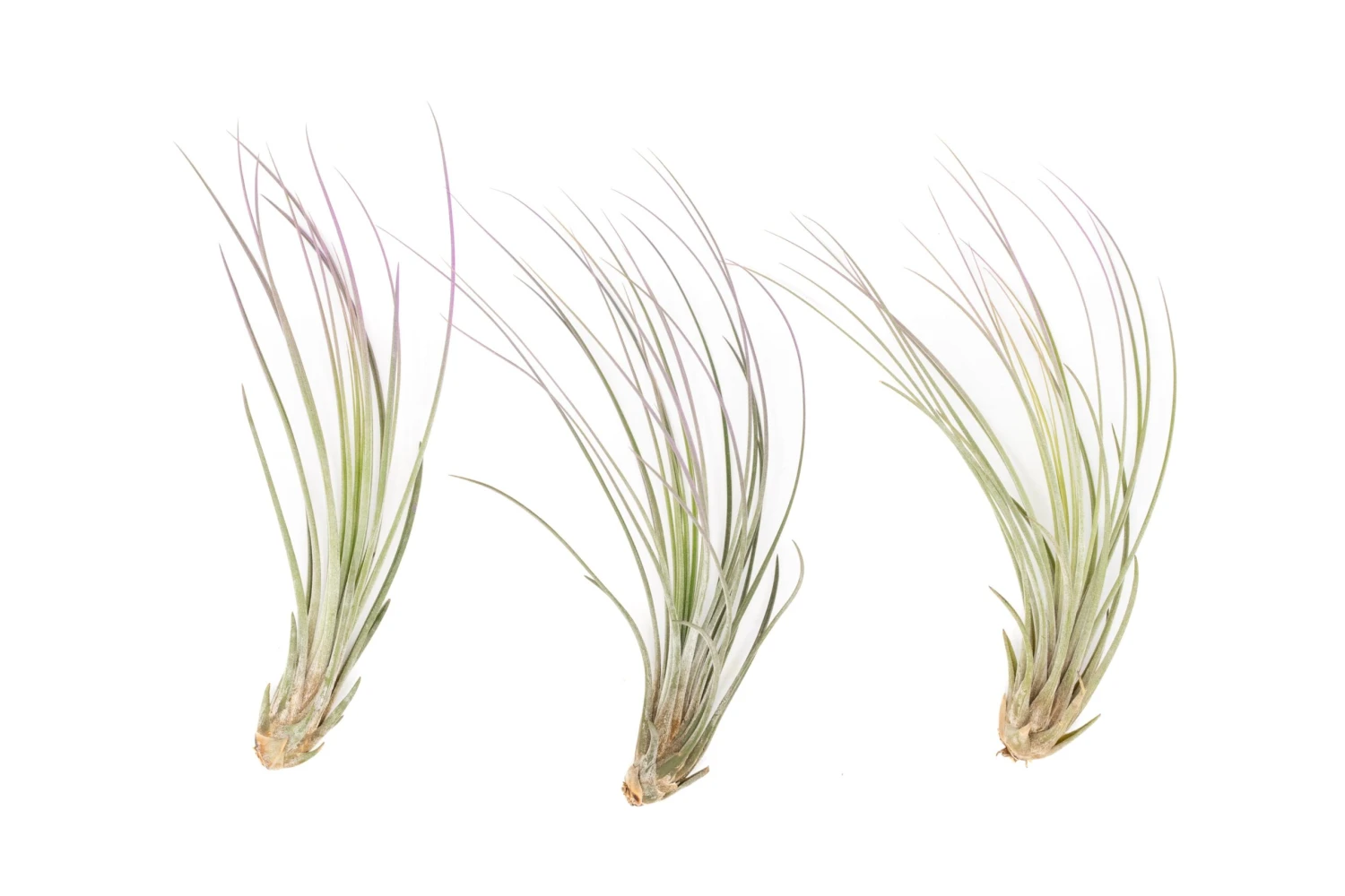 Lavender Enhanced Tillandsia Air Plants - Colorful Air Plants - Image 5