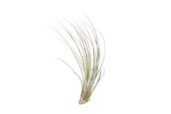 Lavender Enhanced Tillandsia Air Plants - Colorful Air Plants -Air plant supply co. Enhanced Colored Tillandsia Air Plant Juncea Lavender 2 1