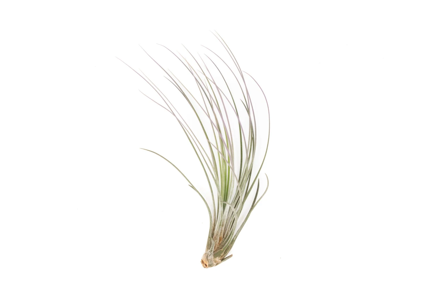 Color Enhanced - Tillandsia Juncea Air Plants - Image 19