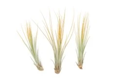 Color Enhanced - Tillandsia Juncea Air Plants -Air plant supply co. Enhanced Colored Tillandsia Air Plant Juncea Orange 1 1