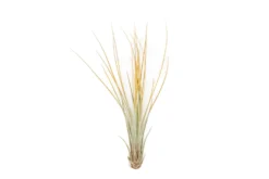 Orange Enhanced Tillandsia Air Plants - Colorful Air Plants -Air plant supply co. Enhanced Colored Tillandsia Air Plant Juncea Orange 2 scaled