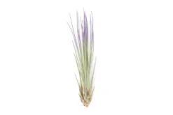 Color Enhanced - Tillandsia Juncea Air Plants -Air plant supply co. Enhanced Colored Tillandsia Air Plant Juncea Purple 2 1 scaled