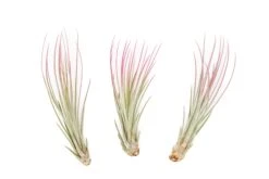 Raspberry Pink Enhanced Tillandsia Air Plants - Colorful Air Plants -Air plant supply co. Enhanced Colored Tillandsia Air Plant Juncea Raspberry Pink 1 1