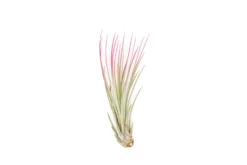 Raspberry Pink Enhanced Tillandsia Air Plants - Colorful Air Plants -Air plant supply co. Enhanced Colored Tillandsia Air Plant Juncea Raspberry Pink 2 1 scaled