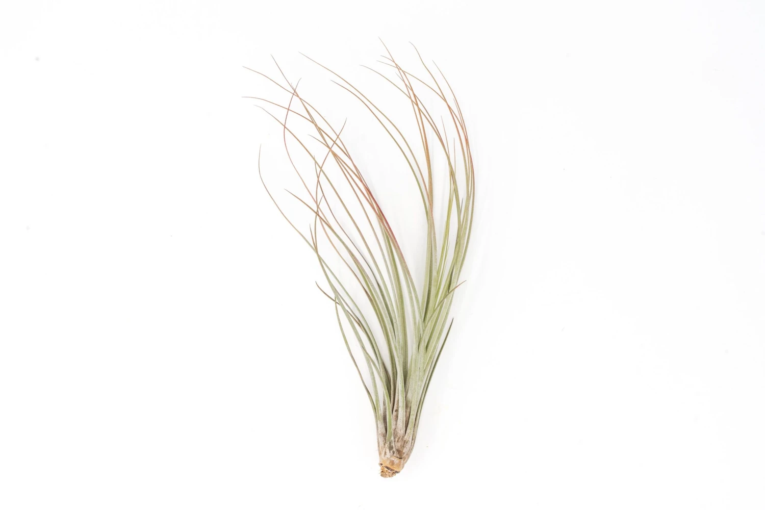 Color Enhanced - Tillandsia Juncea Air Plants - Image 20