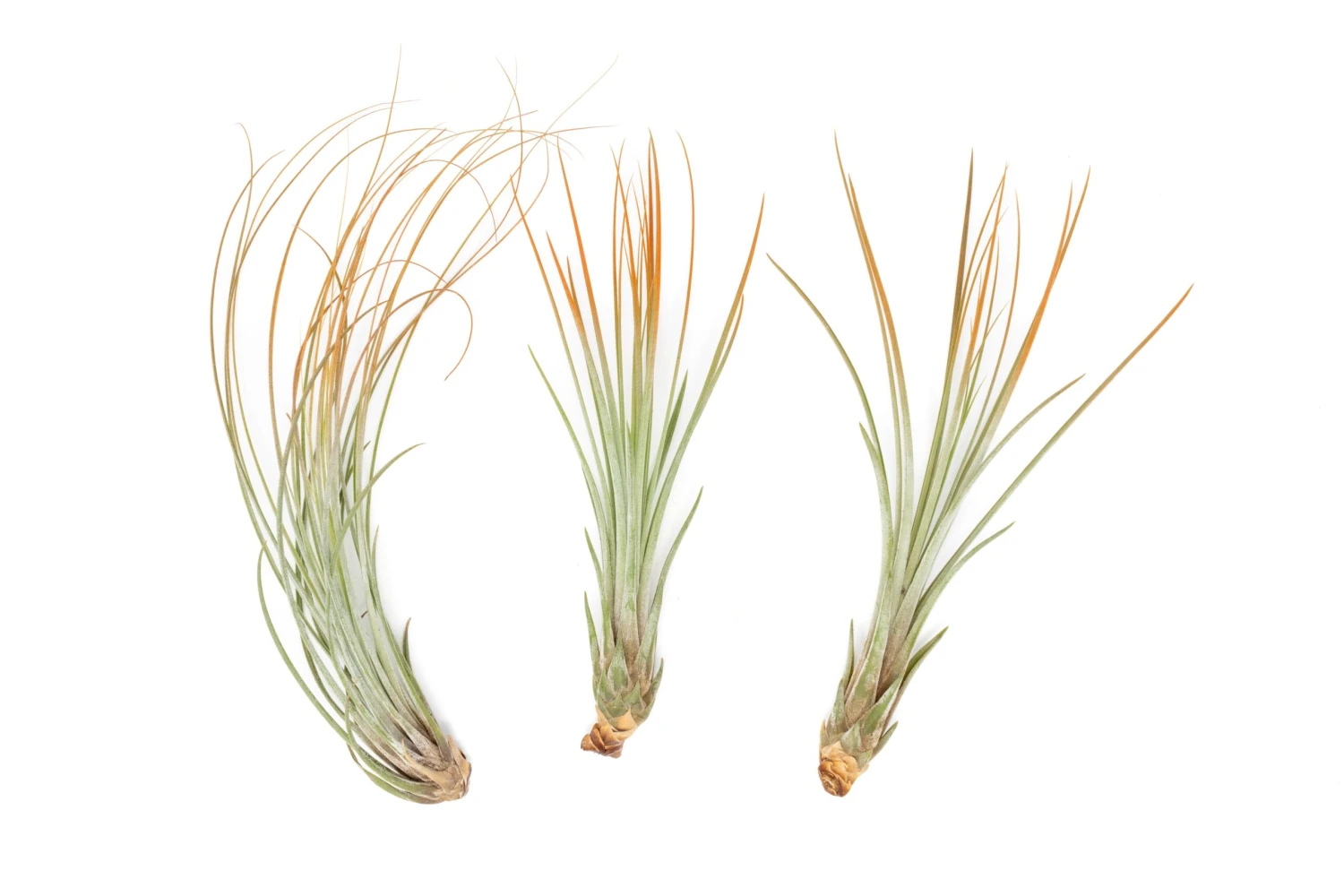 Color Enhanced - Tillandsia Juncea Air Plants - Image 6