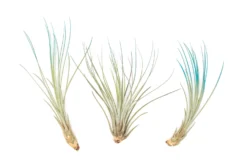 Color Enhanced - Tillandsia Juncea Air Plants -Air plant supply co. Enhanced Colored Tillandsia Air Plant Juncea Teal Blue 1 1 scaled