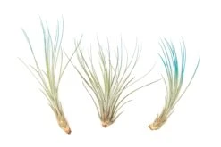 Teal Blue Enhanced Tillandsia Air Plants - Colorful Air Plants -Air plant supply co. Enhanced Colored Tillandsia Air Plant Juncea Teal Blue 1
