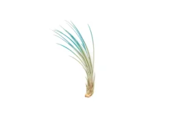 Teal Blue Enhanced Tillandsia Air Plants - Colorful Air Plants -Air plant supply co. Enhanced Colored Tillandsia Air Plant Juncea Teal Blue 2 scaled